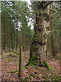 SU2313 : Oak on the boundary of the North Bentley Inclosure, New Forest by Jim Champion