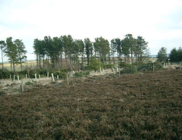 Newton Mulgrave Woods on Newton Mulgrave Moor