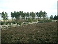 NZ7813 : Newton Mulgrave Woods on Newton Mulgrave Moor by Gordon Brown