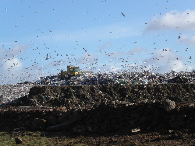 Seagulls on landfill site near Gloucester