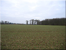 TF8824 : Good Friday Plantation, East Raynham, Norfolk by Rodney Burton