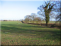 Farmland west of Gt Ryburgh, Norfolk