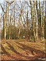 Crosslane Wood by Lodge Lane, near Little Chalfont