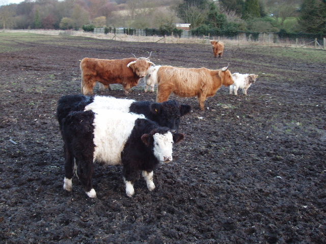 Belted Galloway and Highland cattle at Chenies