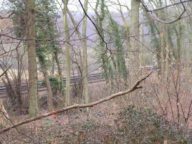Railway line through the woods