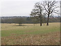 Deer Sanctuary near Theydon Bois