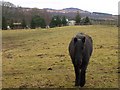 Horse at Kirkmichael