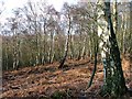 Birch Woodland, Landmoth Wood