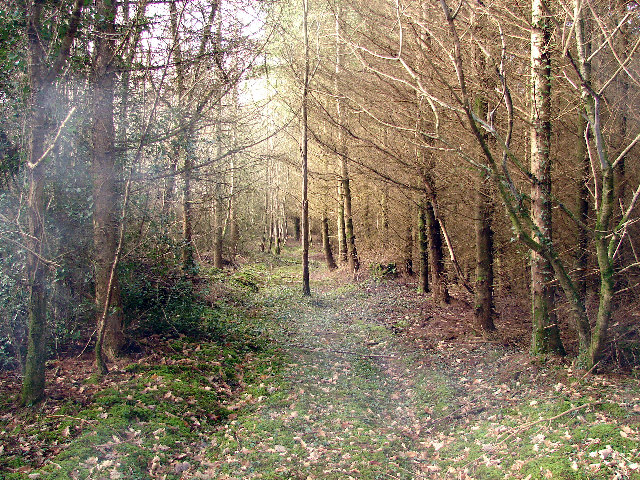 Track Through Park Wood
