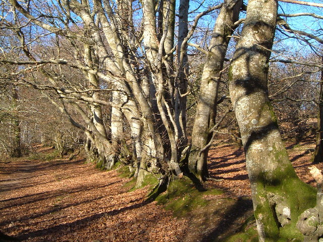 Beech trees, Bearacleave Wood, Bovey Tracey