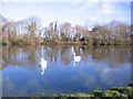 The Swan Pond at Salt Cotes.