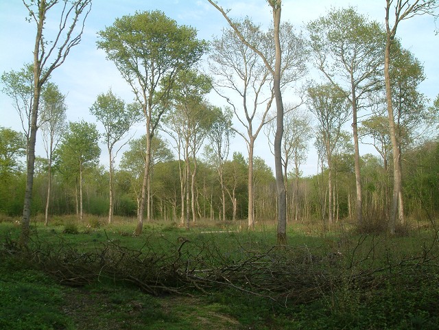 Knowlands Wood