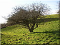 Old hawthorn tree, Parkinhole, Hartshead, Yorkshire