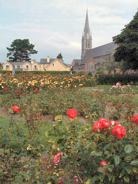 Roses of Tralee