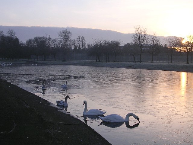 Swans at Sunrise, Alexandra Park