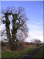 Ivy Clad Tree