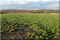 Open countryside just inland from Coverack