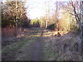 Forestry Track in Montreathment Forest