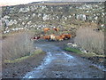 NG4056 : Cattle on the Old Road by Dave Fergusson