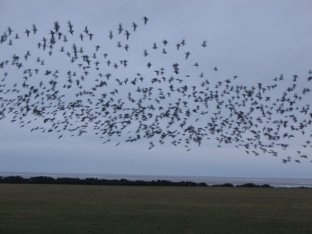 Flocking Barnacle Geese