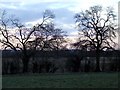 trees bordering the field