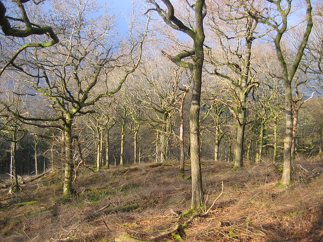 Restored woodland, Ross Wood.