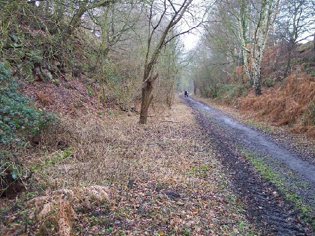 Disused railway cutting, Blackbrook Wood, Shepshed, Leicestershire