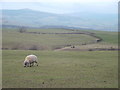 Grazing at Mitton House