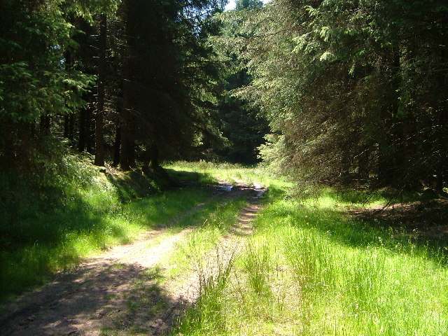 Woodland ride, Soussons Down © Derek Harper cc-by-sa/2.0 :: Geograph ...