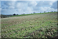 Fields Behind the Book Barn Looking Towards Hallatrow