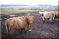 Highland cattle in Wales