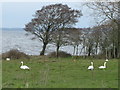 Lough Neagh