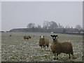 SP5953 : Sheep by the footpath by John Winterbottom
