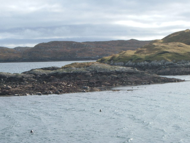 Seal Colony at the entrance to South Harbour, Scalpay