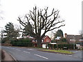Oak tree at road junction, Barnt Green