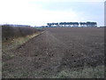 Fields to Hodsock Manor Farm