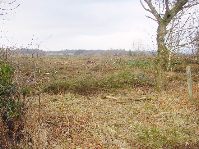 Cleared Plantation, Sceugh Wood