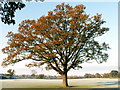 SJ4513 : Tree in late autumn by Keith Havercroft