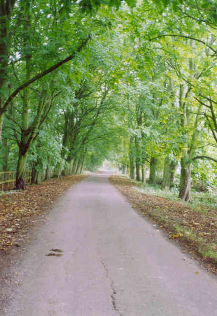 The Avenue, Leysters