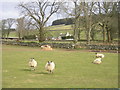 Sheep at Auchengray Farm