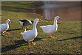 Gatcombe Farm Geese