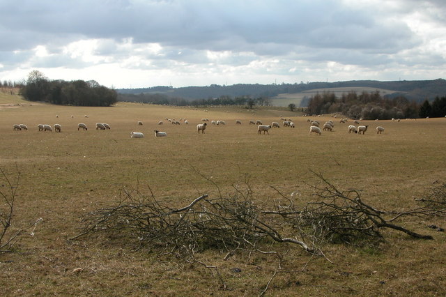 Sheep grazing near Colesbourne