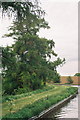 Larches by Llangollen Canal near Hampton Bank