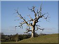 A stark tree, Cheriton