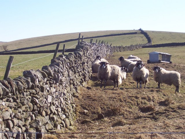 Sheep on Langerton Hill