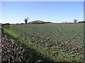 Field and Copse