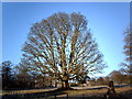 Tree at Ardgowan House