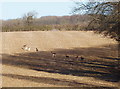 SP2413 : Deer on a ploughed field, Taynton by David Hawgood