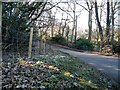 Snowdrop bedecked verge