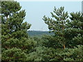 View across Bracknell Forest to the new stand at Ascot Racecourse